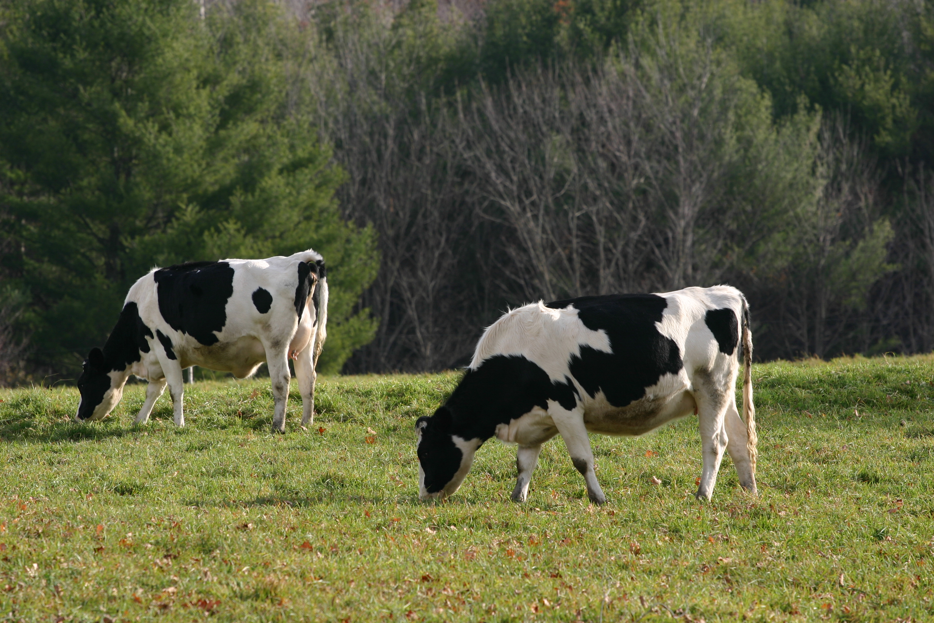 Cattle on pasture representing farm intelligence and field insight