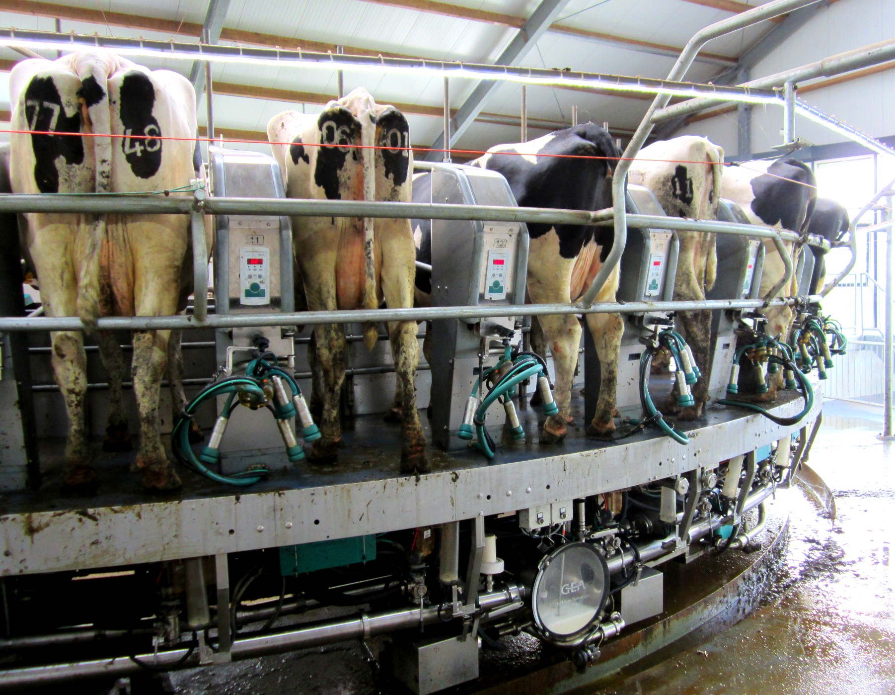 Rotary milking parlour showing a modern dairy operation