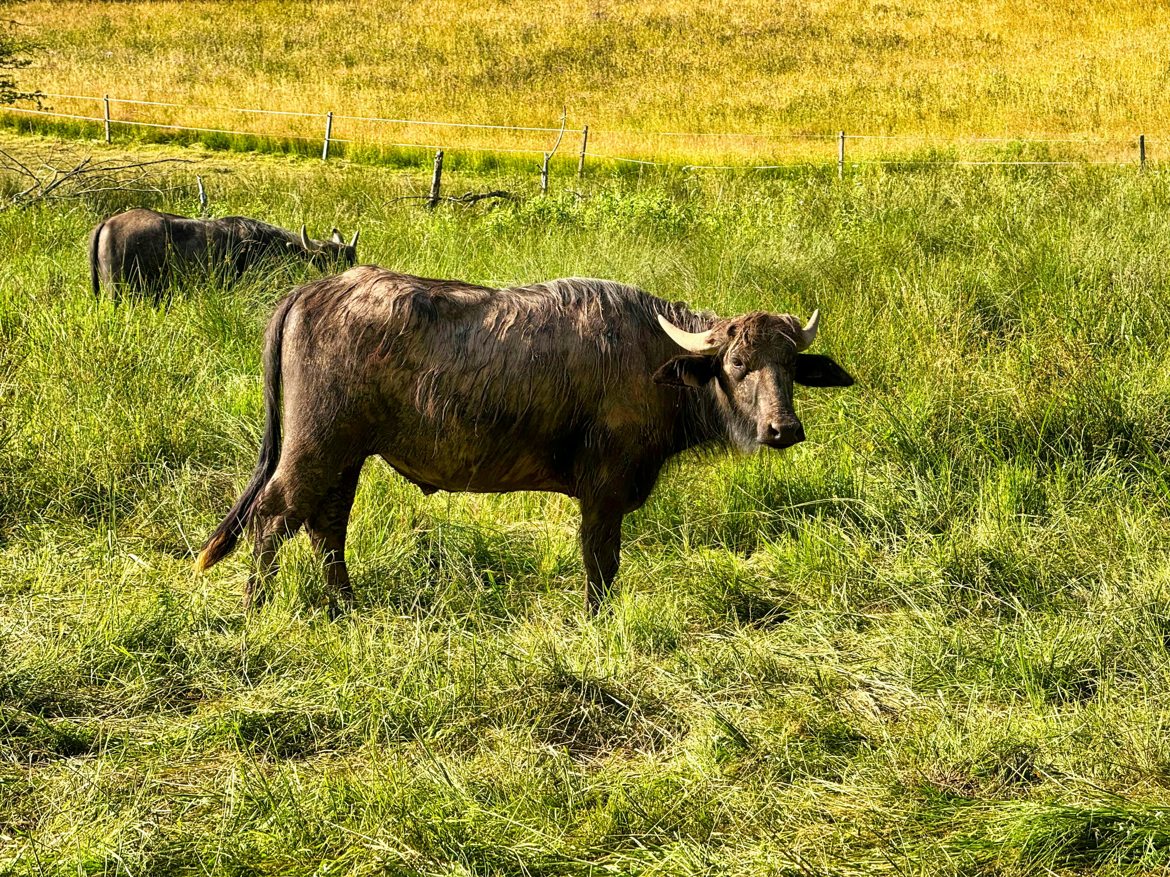 Buffalo standing in a farm field