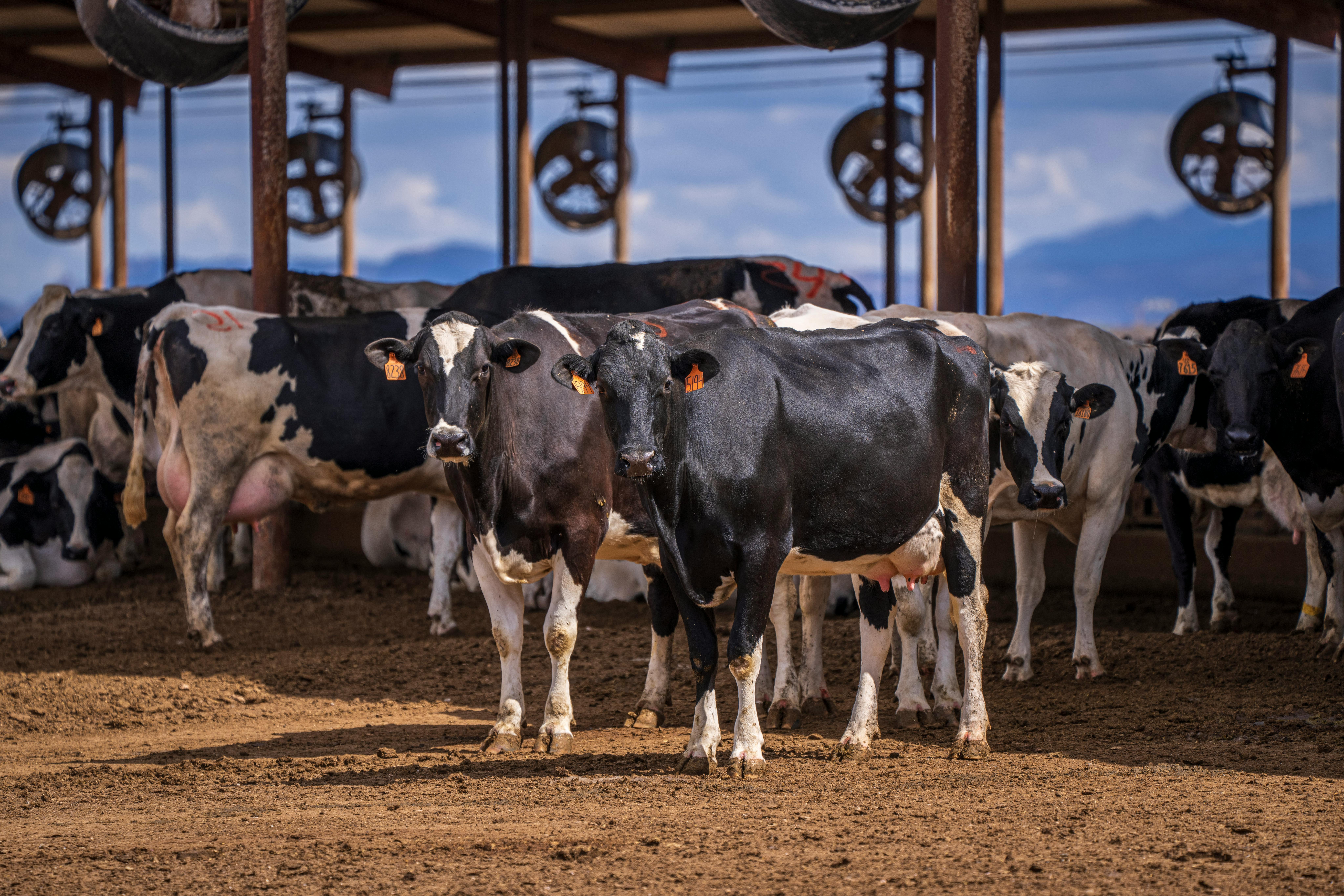 Dairy cows inside a modern livestock facility